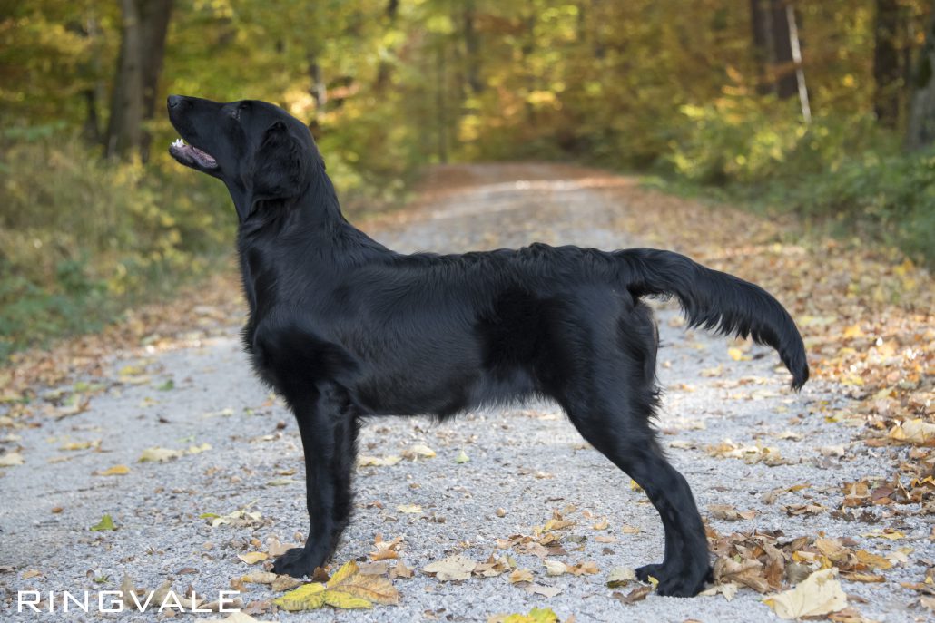 Hilde 2018-10-26_-27-wz